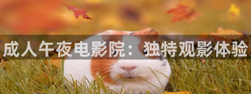 午马电影在线观看全集